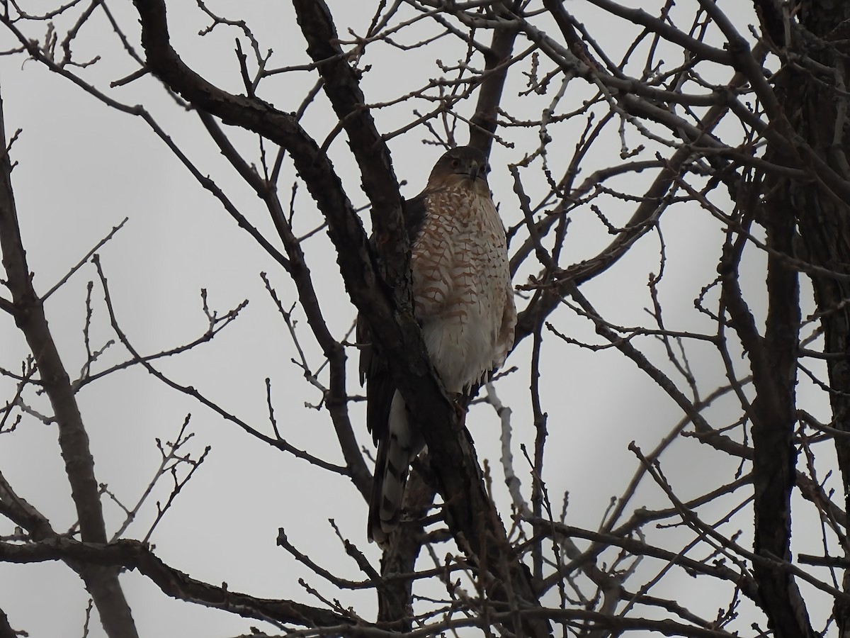 Cooper's Hawk - ML645850202