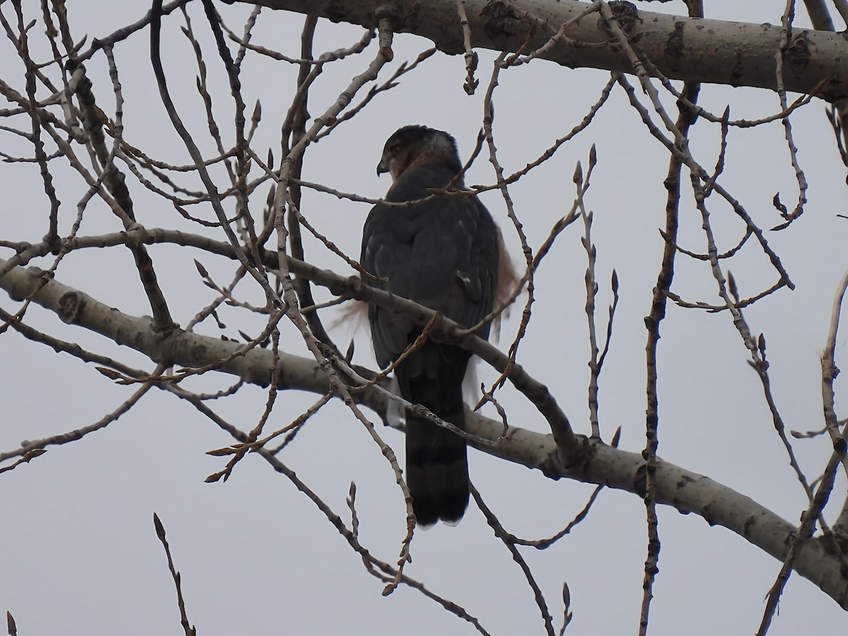 Cooper's Hawk - ML645850203