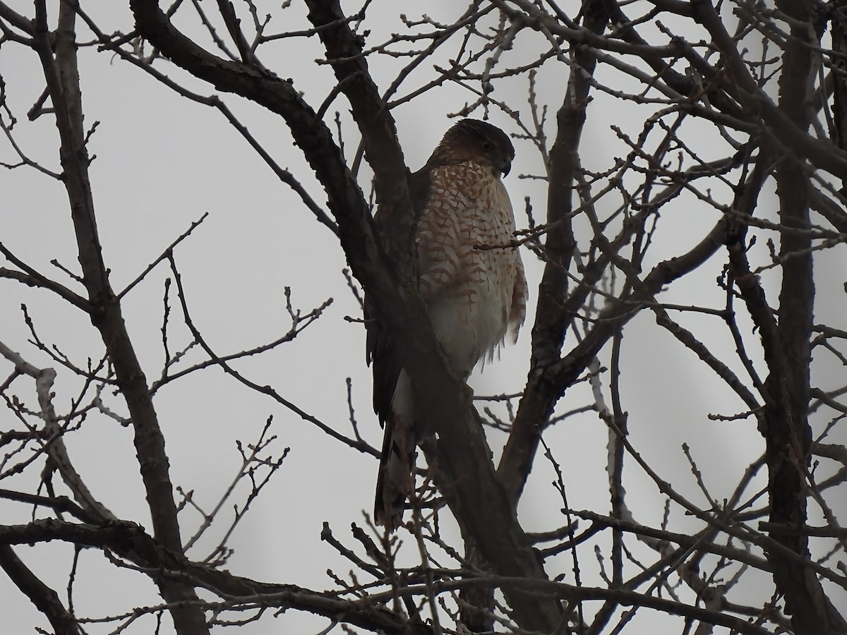 Cooper's Hawk - ML645850204