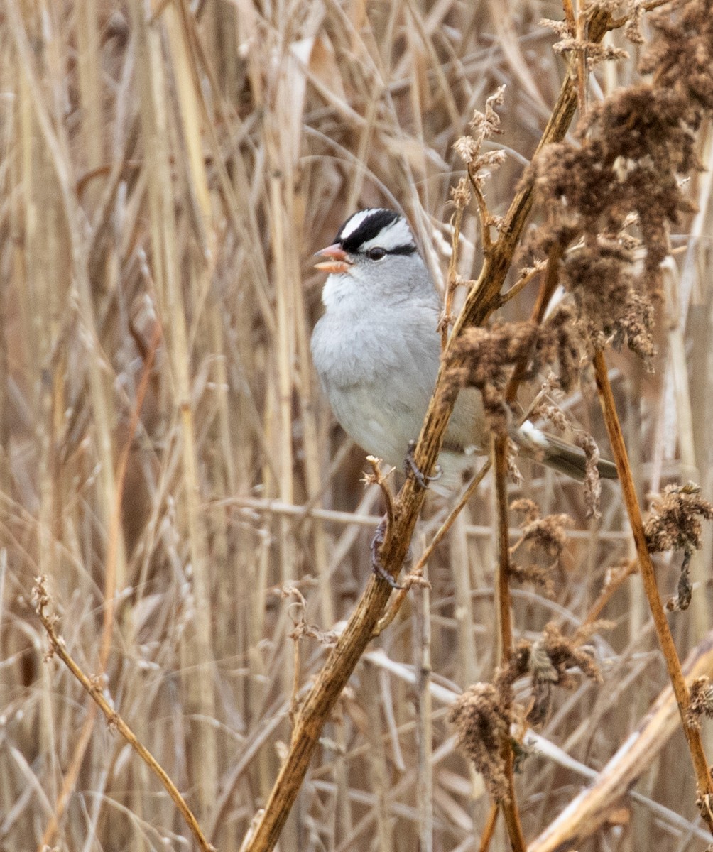 White-crowned Sparrow (Dark-lored) - ML645850205