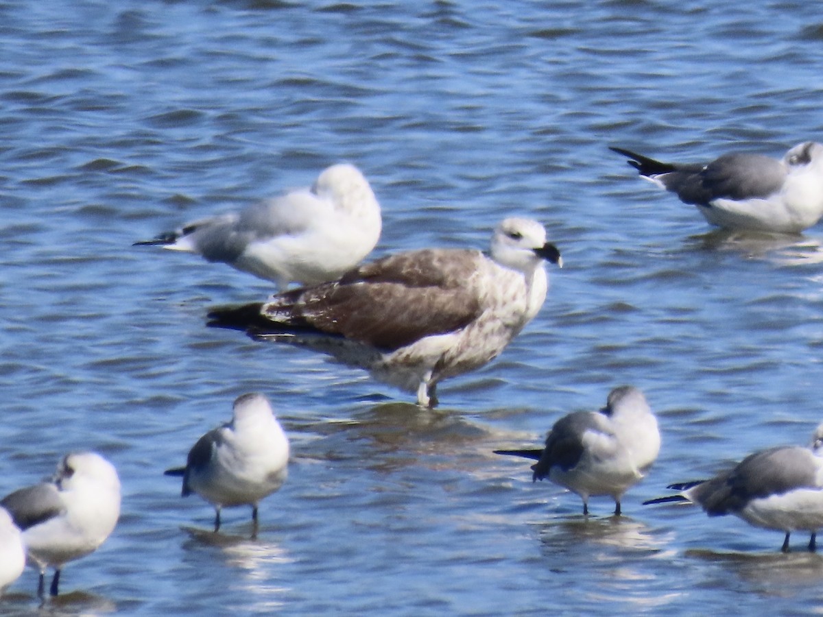Great Black-backed Gull - ML645850206