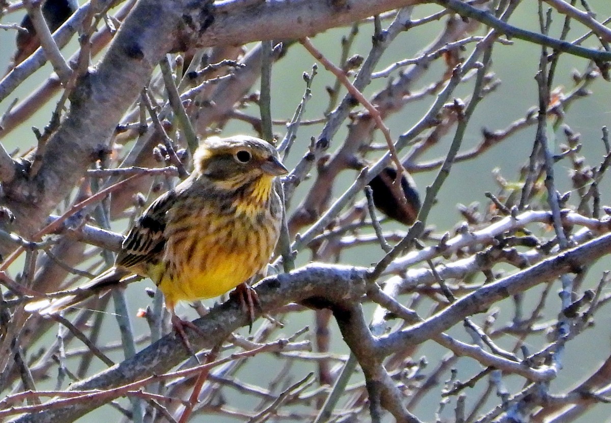 Алтан хөмрөг - ML645850207