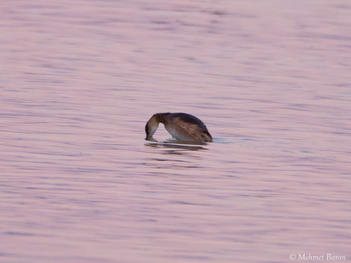 Küçük Batağan - ML645850211