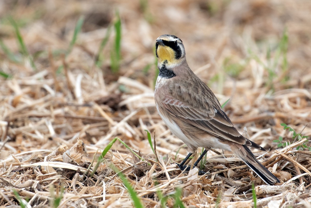 Horned Lark - ML645850215