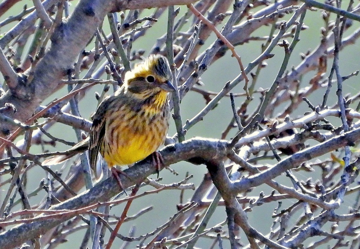 Алтан хөмрөг - ML645850216