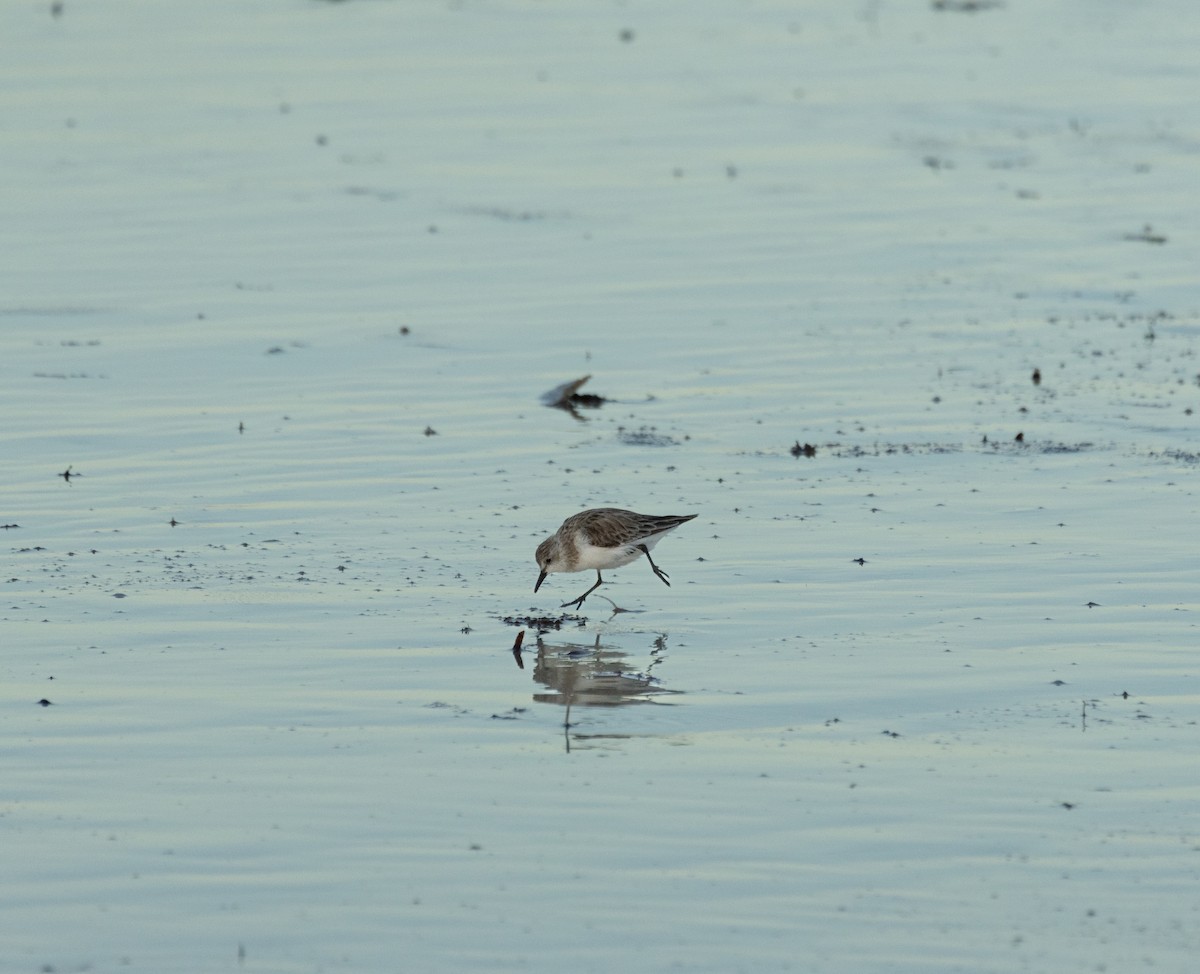 jespák rudokrký - ML645850220