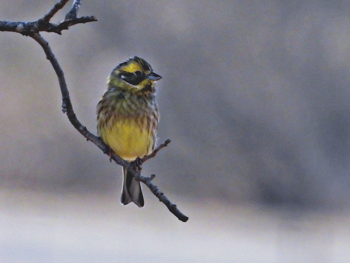 Алтан хөмрөг - ML645850224