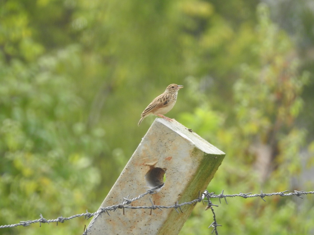 Jerdon Toygarı - ML645850230