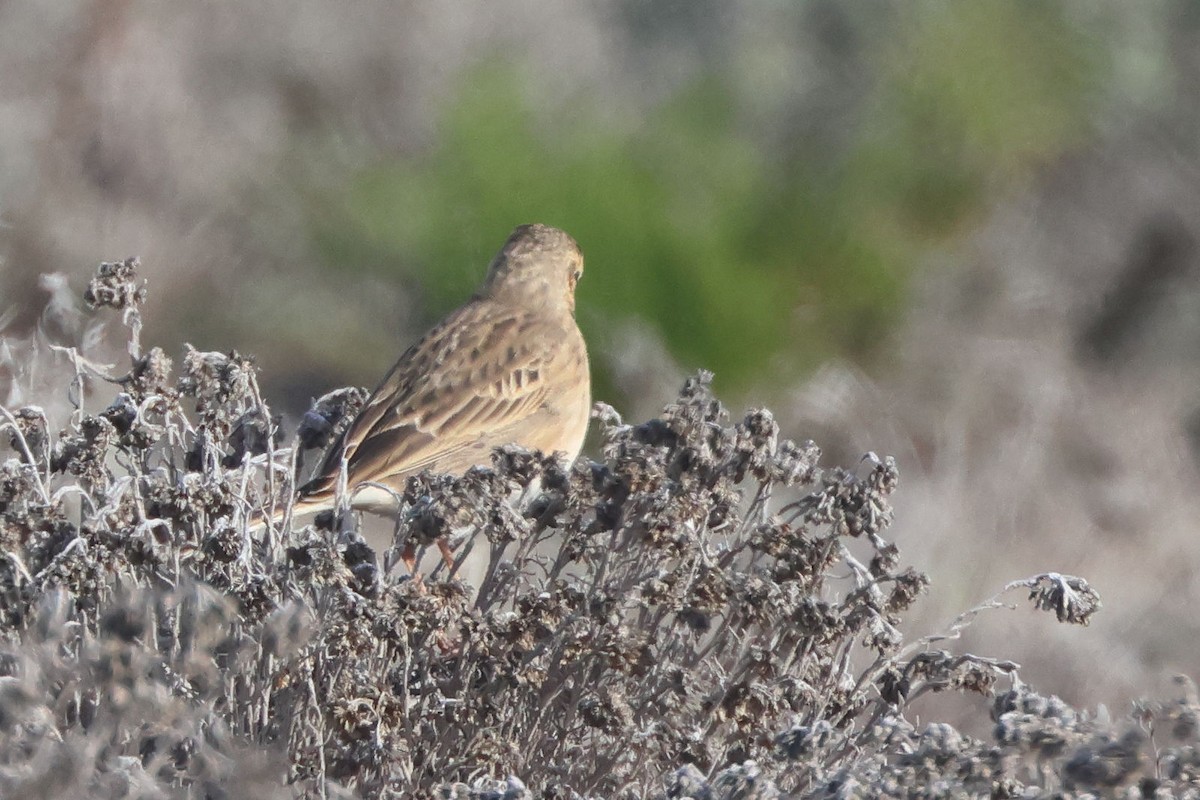 Richard's Pipit - ML645850231