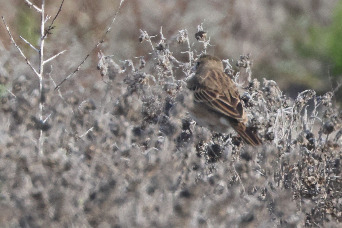 Richard's Pipit - ML645850232