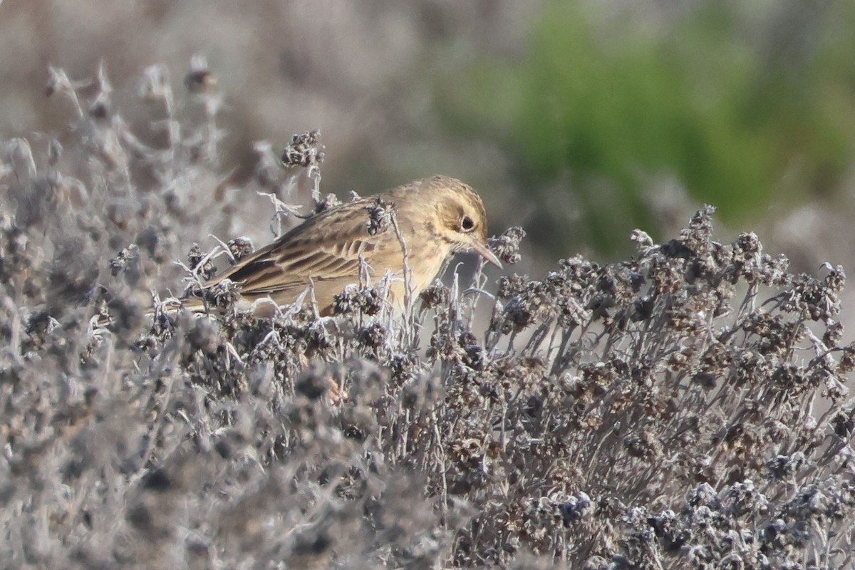 Richard's Pipit - ML645850233