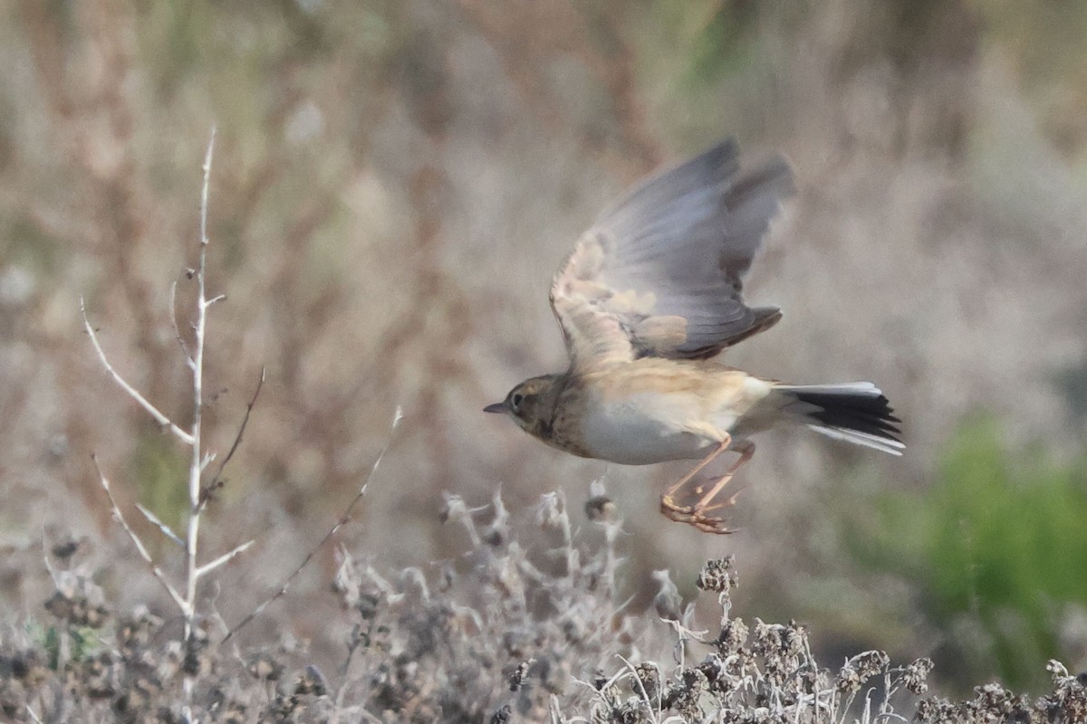 Mahmuzlu İncirkuşu - ML645850234