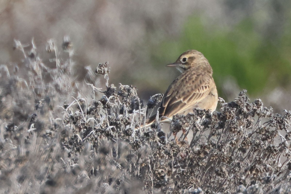 Mahmuzlu İncirkuşu - ML645850235