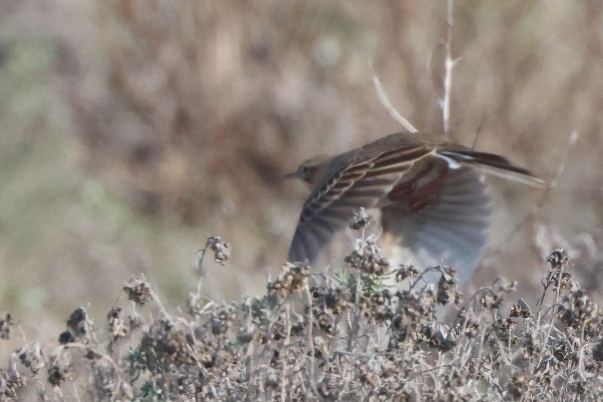 Mahmuzlu İncirkuşu - ML645850236