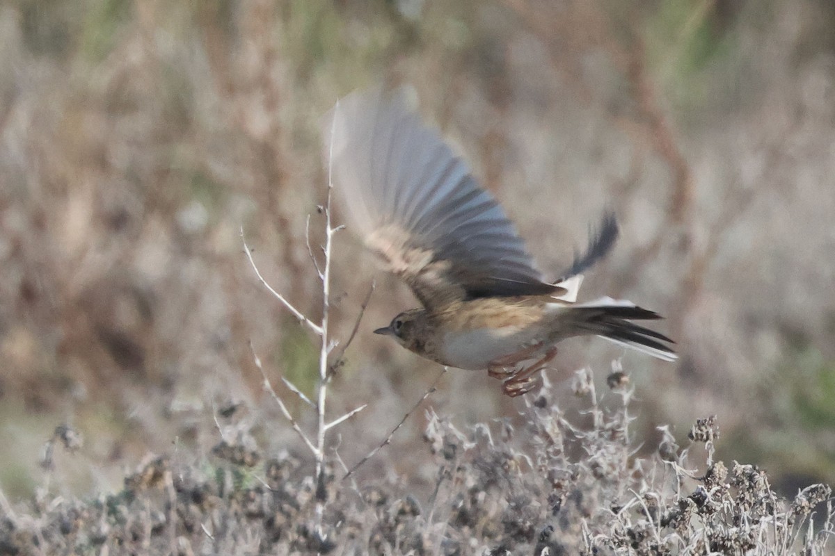 Mahmuzlu İncirkuşu - ML645850237