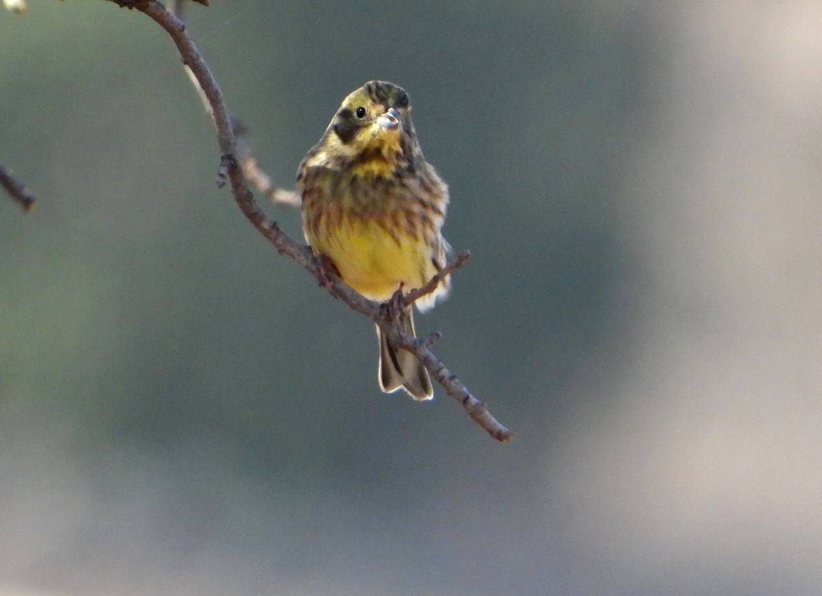 Sarı Çinte - ML645850239