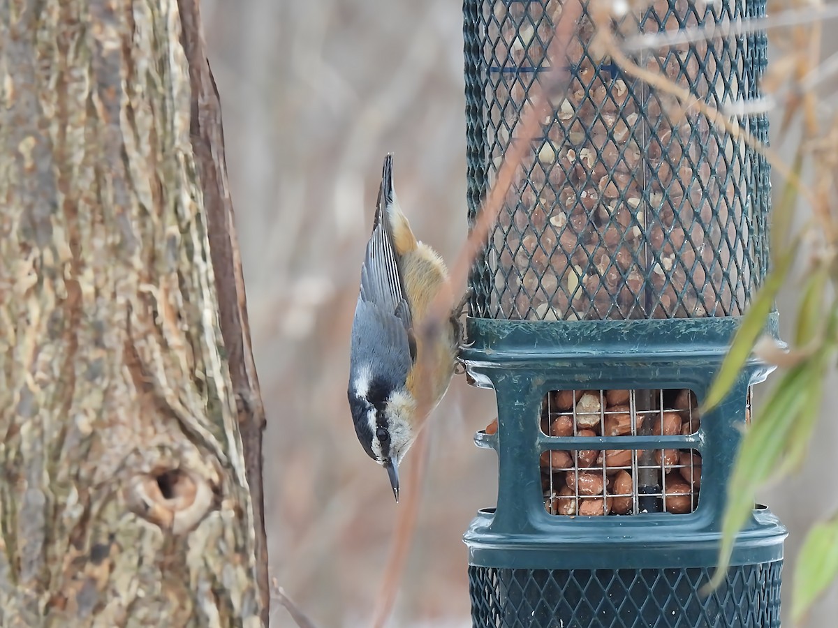 Kanada Sıvacısı - ML645850240