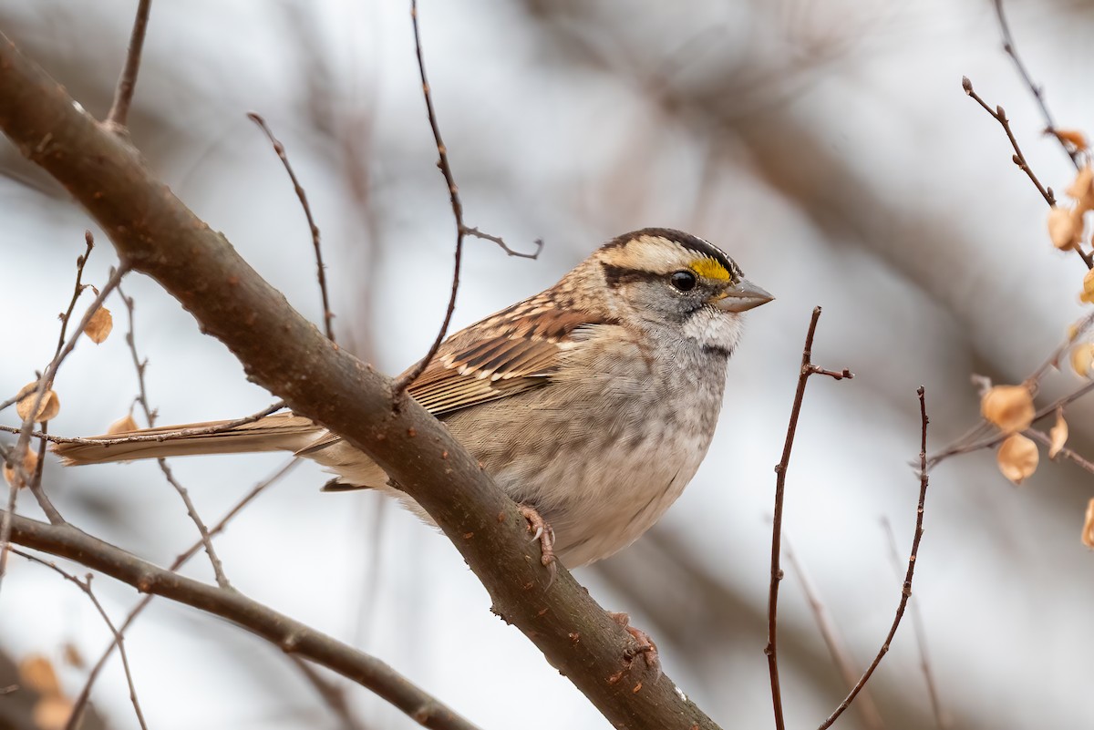 Ak Boğazlı Serçe - ML645850241