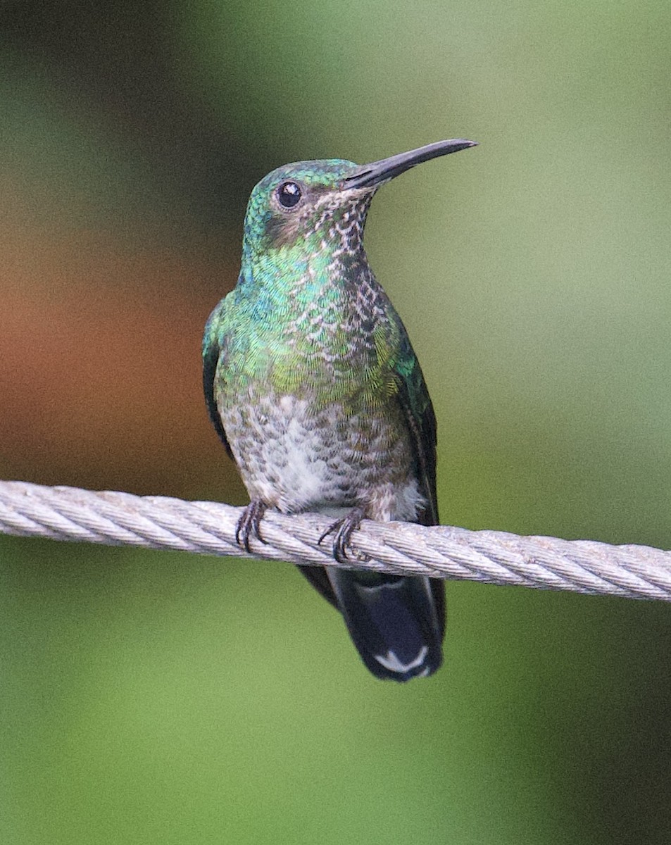 Beyaz Yakalı Kolibri - ML645850242