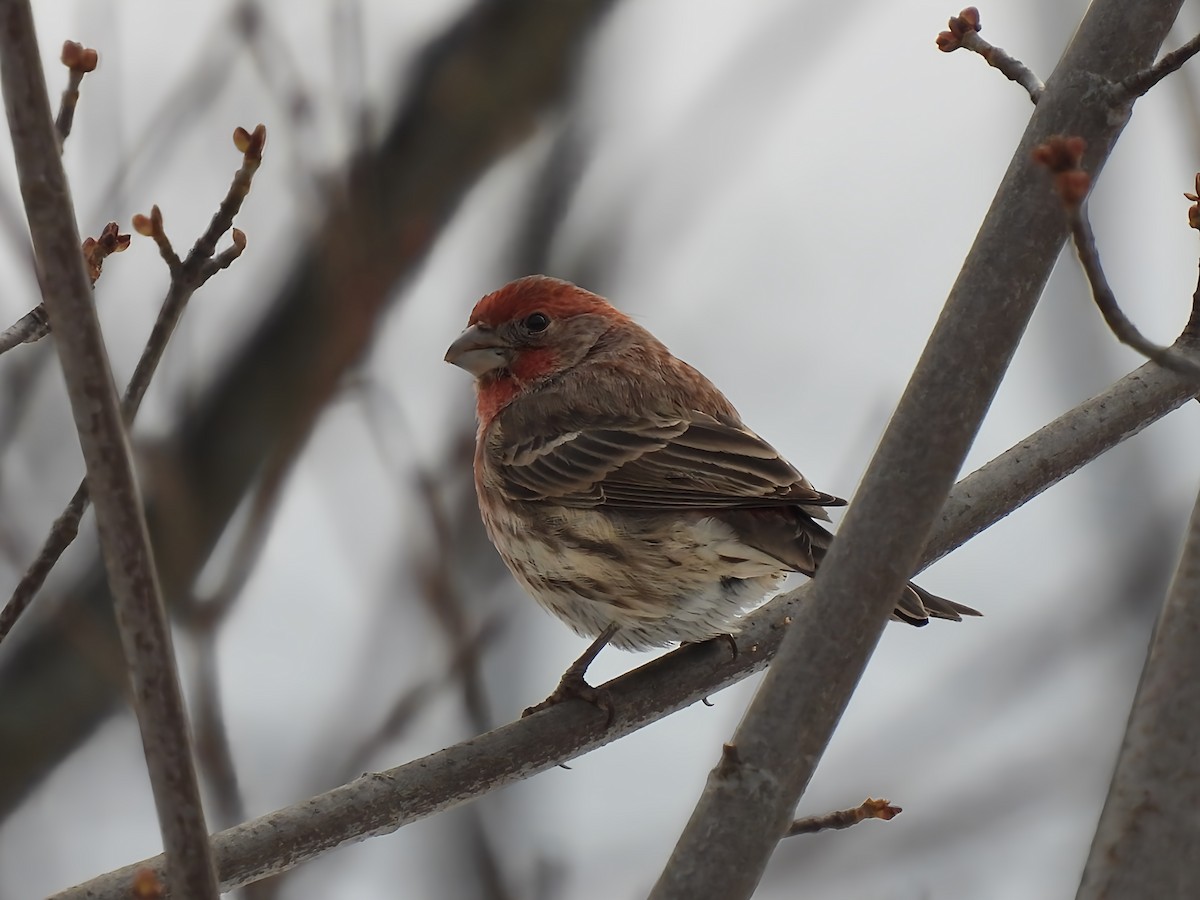 Ev Çütresi - ML645850243