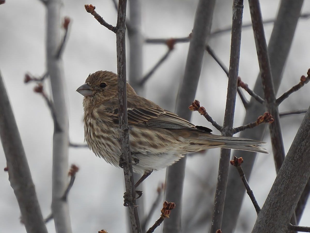 Ev Çütresi - ML645850244