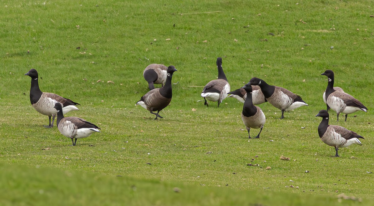 Yosun Kazı - ML645850245