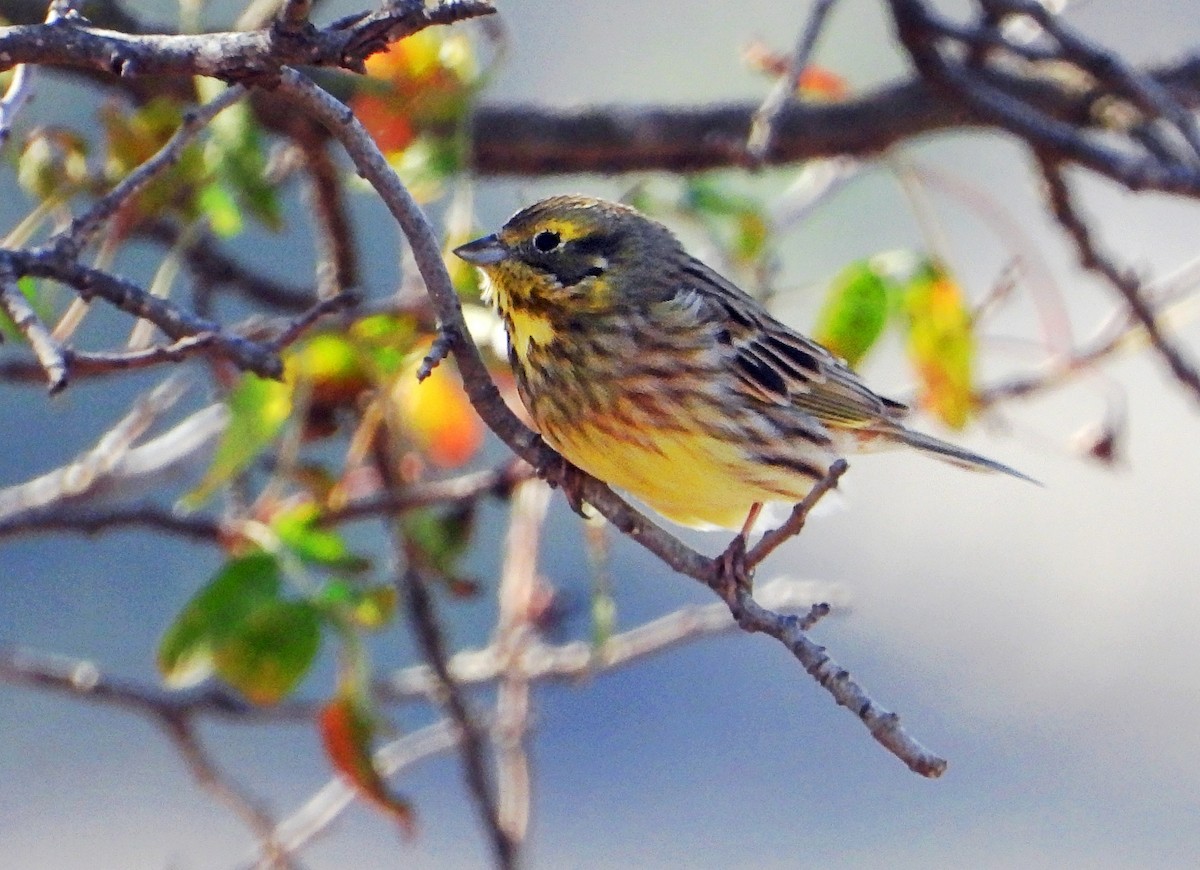 Sarı Çinte - ML645850246