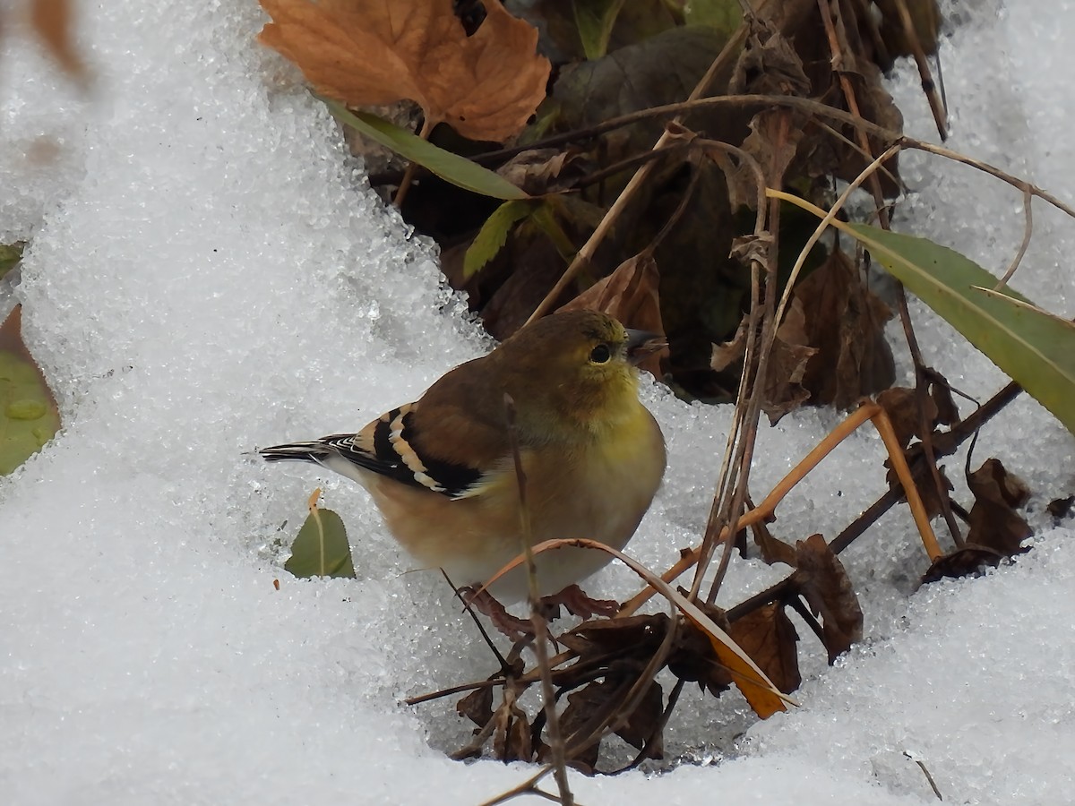 Altın İskete - ML645850247