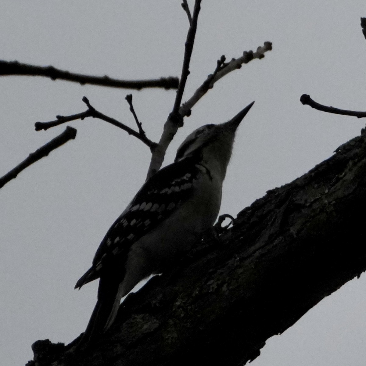 Sert Tüylü Ağaçkakan - ML645850248