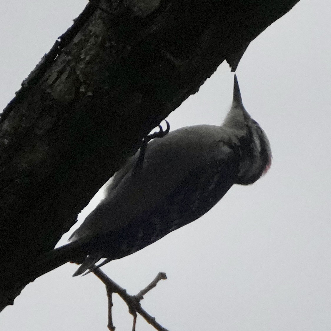 Sert Tüylü Ağaçkakan - ML645850249