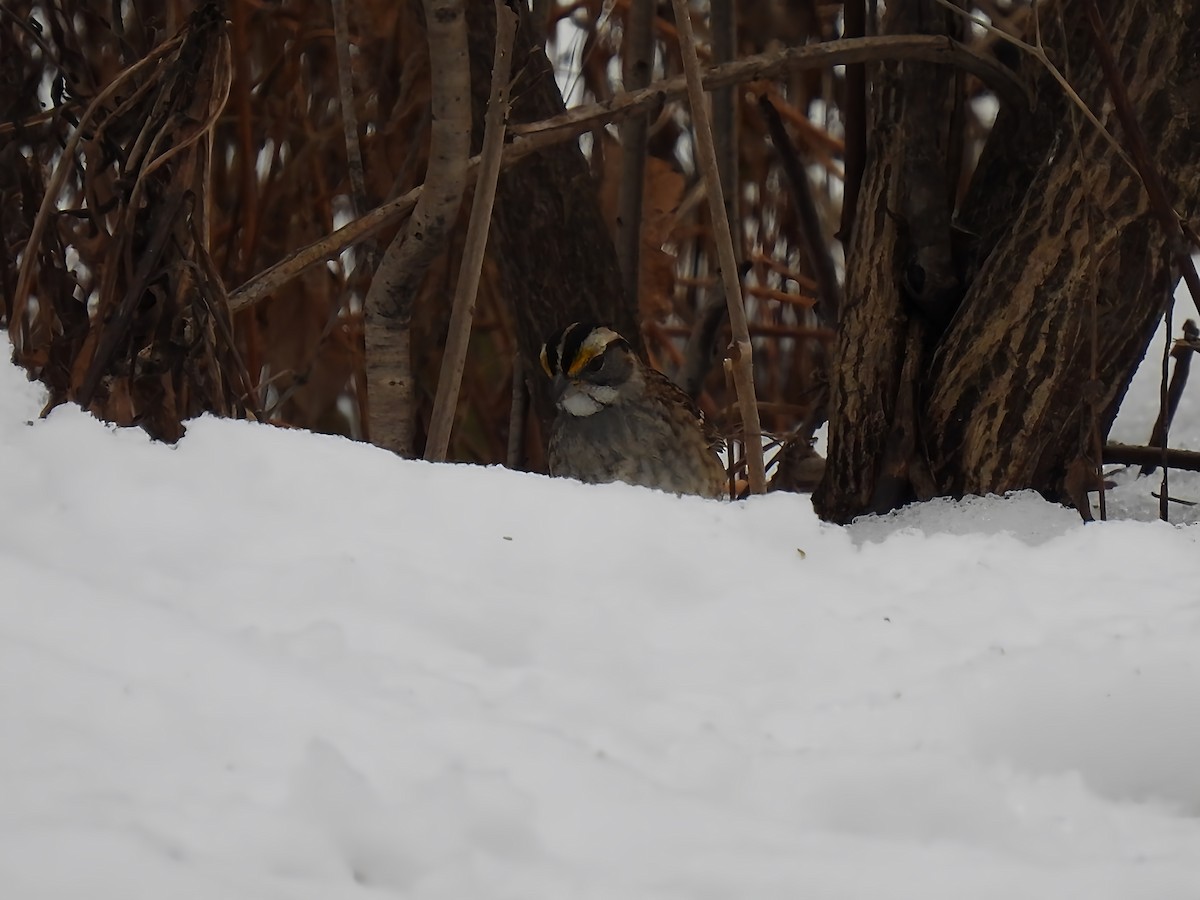 Ak Boğazlı Serçe - ML645850250