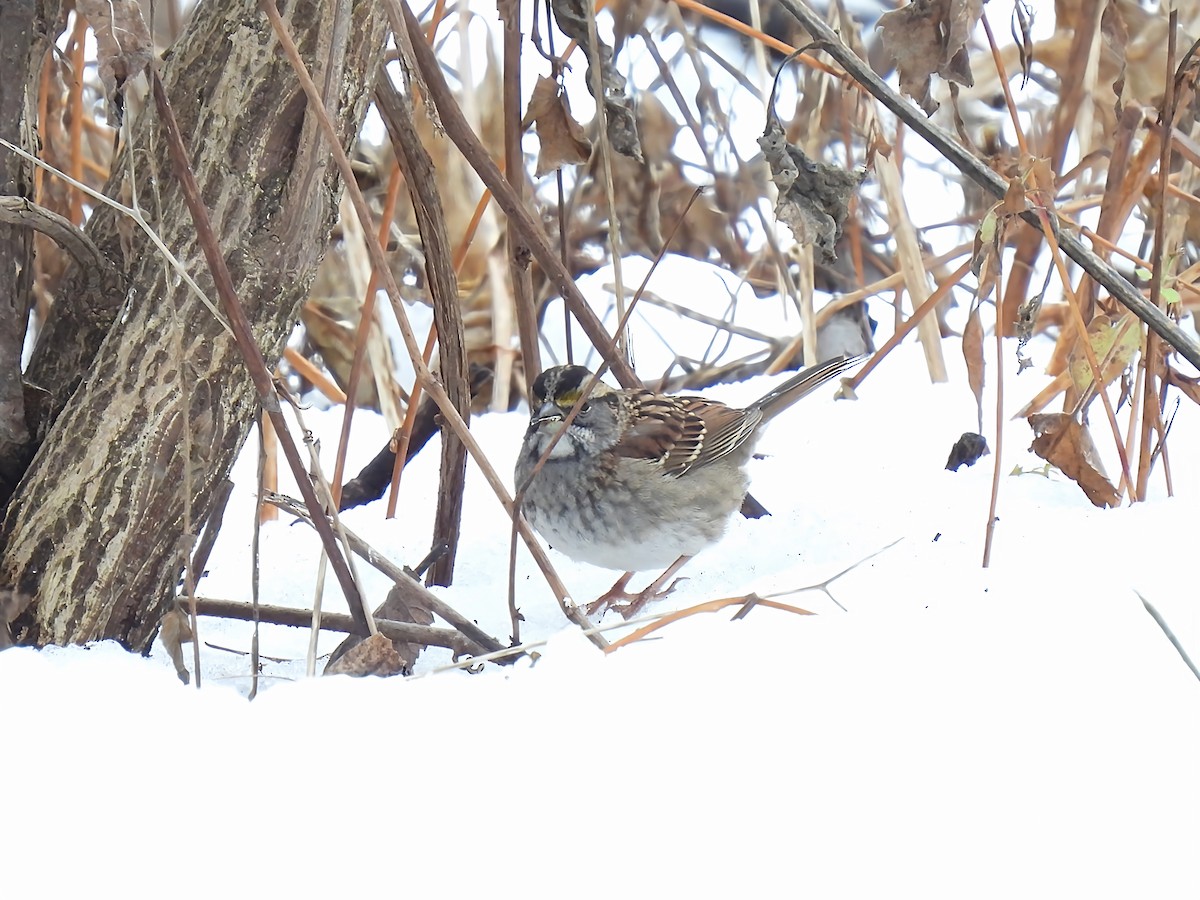 Ak Boğazlı Serçe - ML645850251