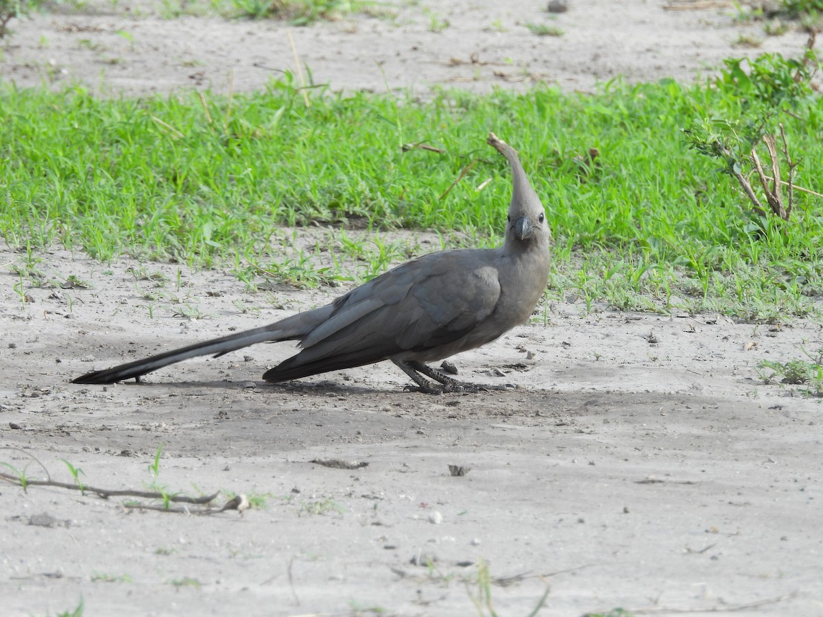 Gri Turako - ML645850252