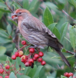 Ev Çütresi - ML645850253