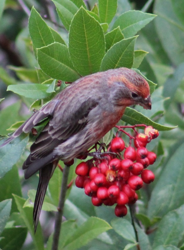 Ev Çütresi - ML645850254