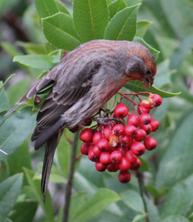 Ev Çütresi - ML645850255