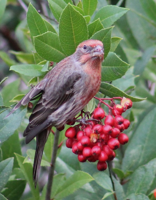 Ev Çütresi - ML645850256