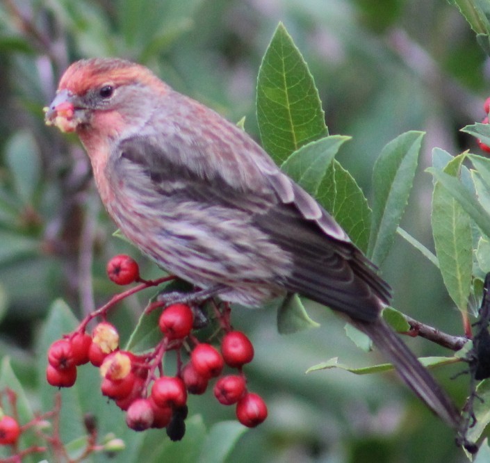 Ev Çütresi - ML645850257