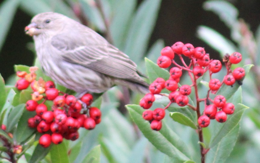 Ev Çütresi - ML645850258