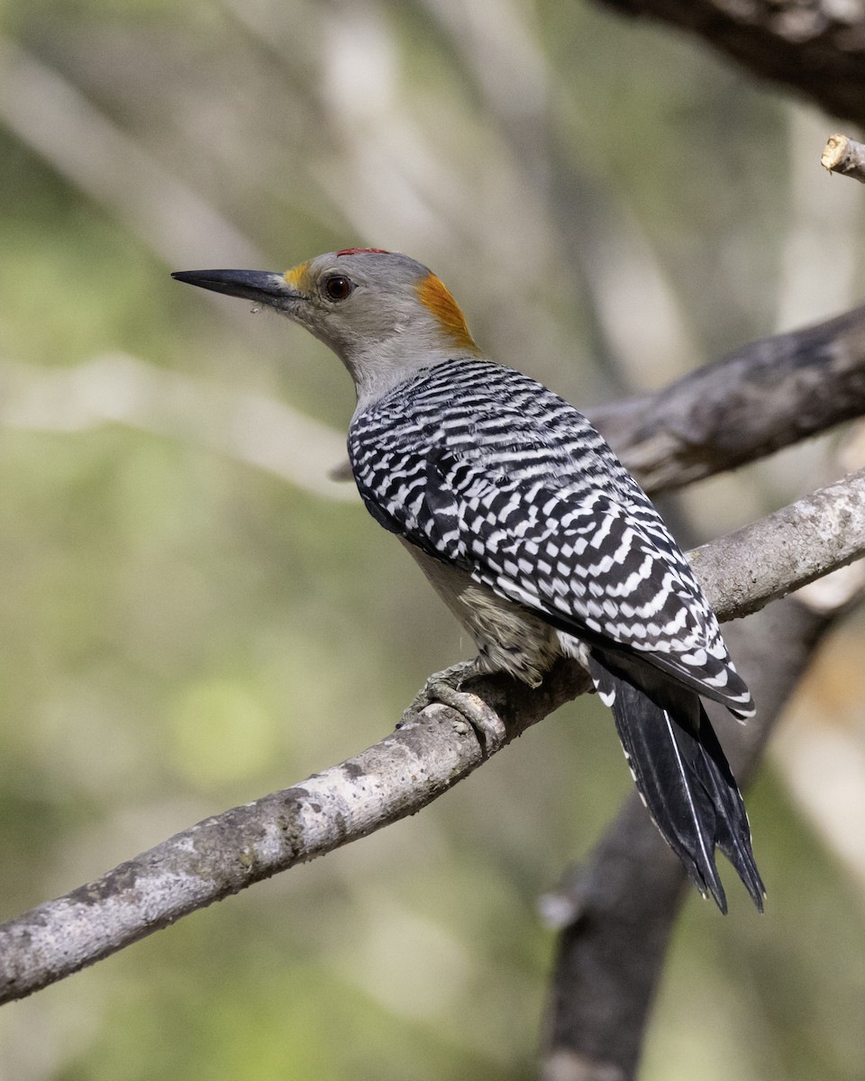 Altın Alınlı Ağaçkakan - ML645850259