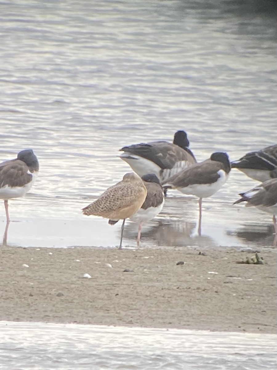 Ebruli Çamurçulluğu - ML645850260