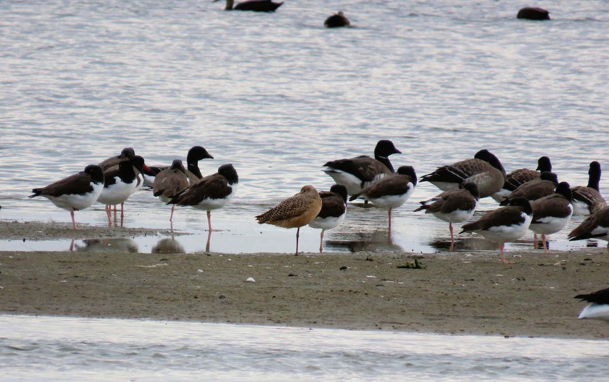 Ebruli Çamurçulluğu - ML645850261