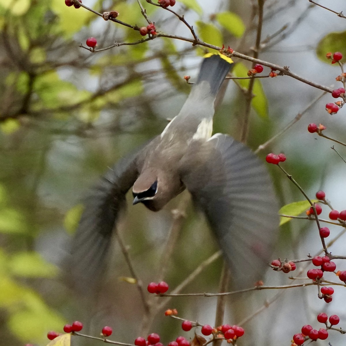 Sedir İpekkuyruğu - ML645850262
