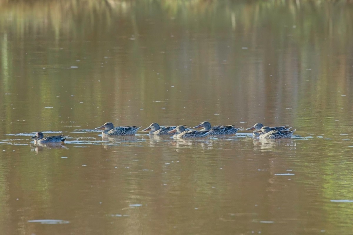 Northern Shoveler - ML645850268