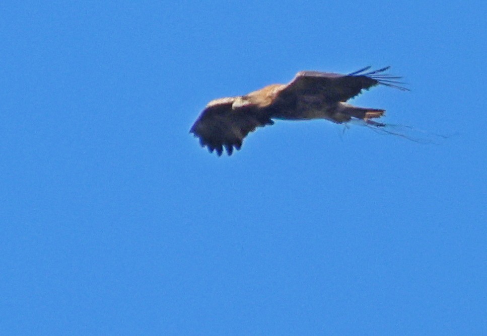 Golden Eagle - ML645850271
