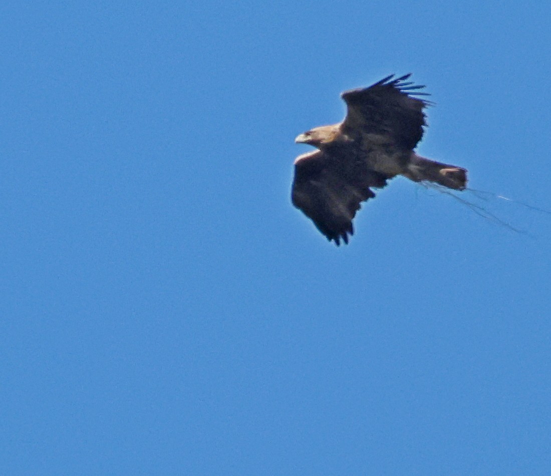 Golden Eagle - ML645850273