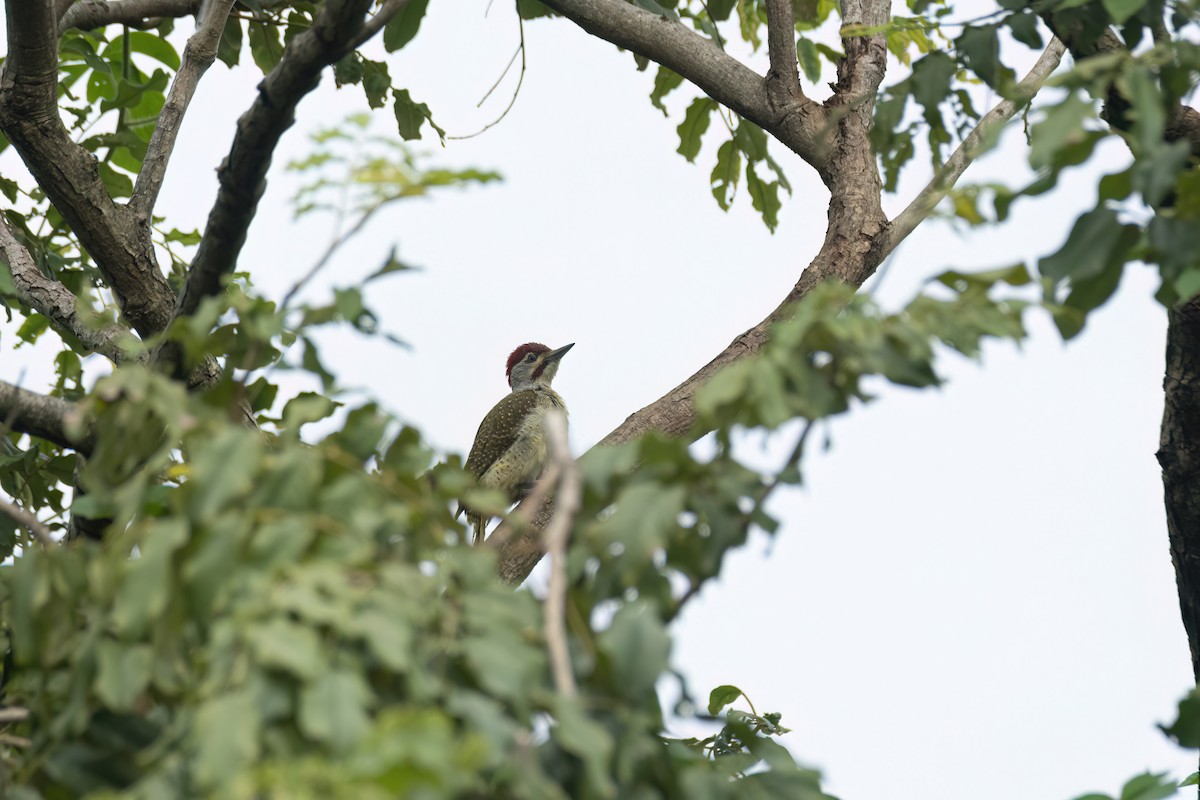 Fine-spotted Woodpecker - ML645850274