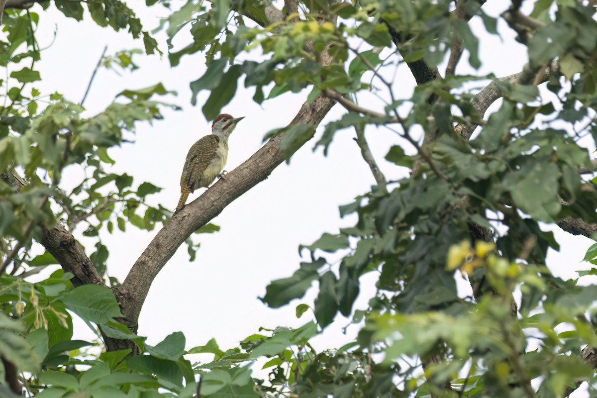 Fine-spotted Woodpecker - ML645850275