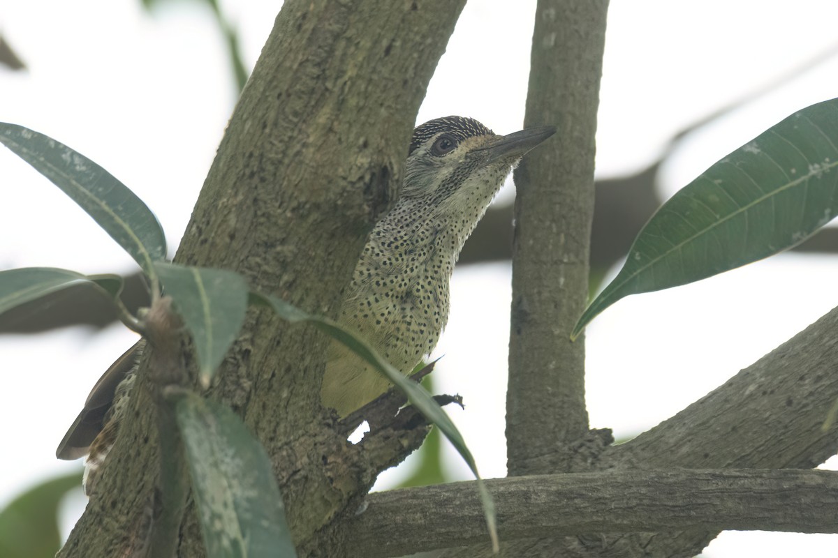 Fine-spotted Woodpecker - ML645850276