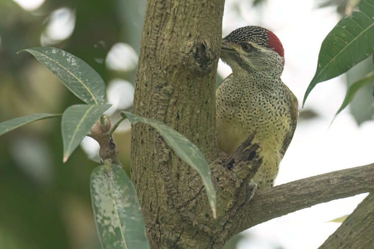 Fine-spotted Woodpecker - ML645850278